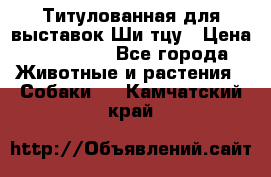 Титулованная для выставок Ши-тцу › Цена ­ 100 000 - Все города Животные и растения » Собаки   . Камчатский край
